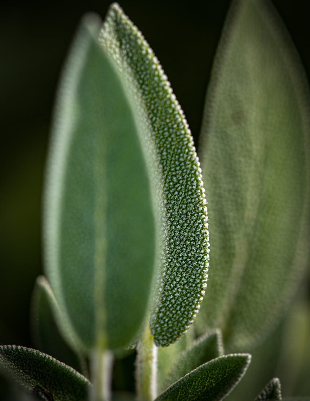 macro photography of green leafed plant