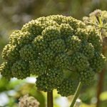 Grote Engelwortel – (Angelica archangelica)